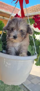 Maltipoo - Merlin