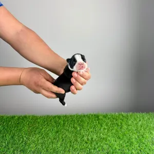 Boston terier - Gingo