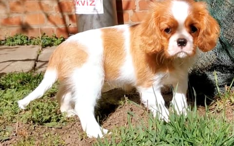 Cavalier king Charles spaniel - Zea