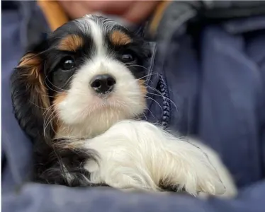 Cavalier King Charles Spaniel - Redstone Cavalier