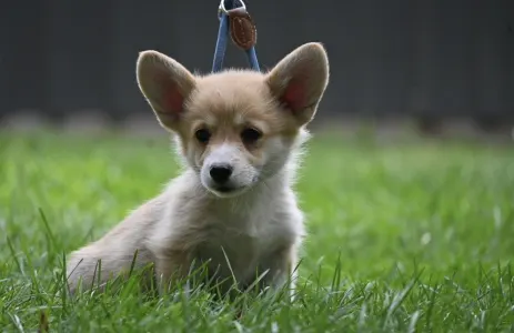 Welsh Corgi Pembroke - Casablanca