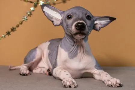 American Hairless Terrier - Auras Night