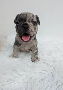 Bulldog francese - John