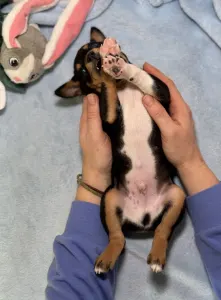 Basenji - Boy 1 Trikolor , Name -passed Pawn 