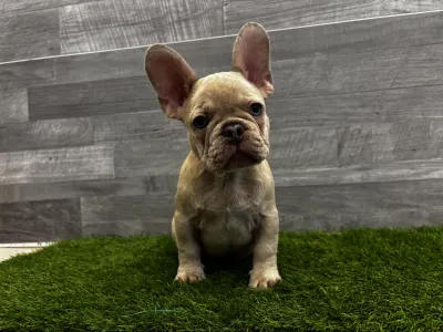 Bouledogue français - Simba