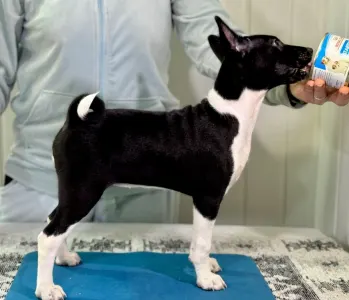Basenji - Black&white Girl Name- Oyana Lucky Alien 