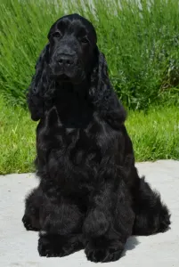 Angol Cocker spániel - Bella Donna
