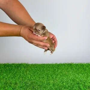 Chihuahua - Kanja