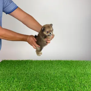 Pomeranian - Nancy