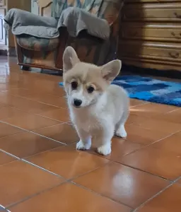 Welsh Corgi Pembroke - Dorina