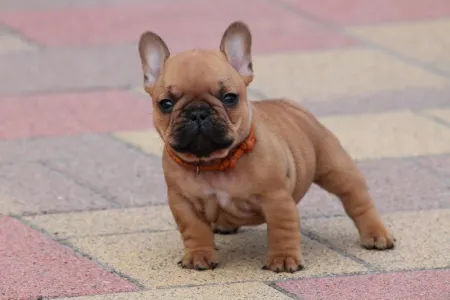 Französische Bulldogge - Ufo