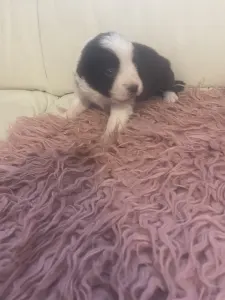 Border Collie - Barna Szuka 