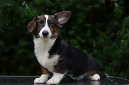 Cardigan welsh corgi - Kvitegga Mendenhall 