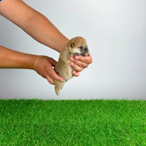 Shiba - Vee