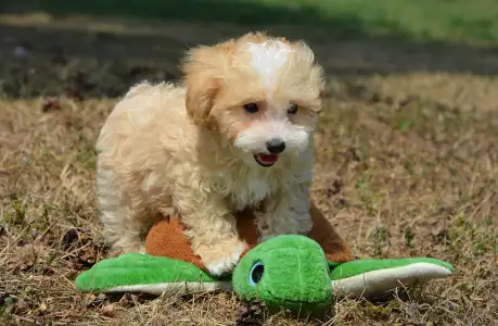 Maltipoo - Pajti