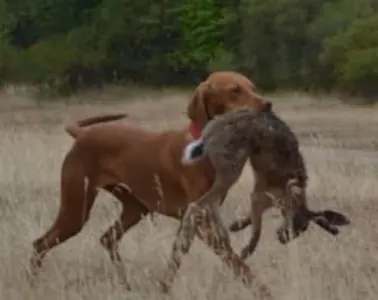 Rövidszőrű magyar vizsla - Becses Vadász 