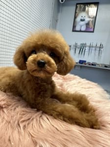 Poodle Toy - Prada Pupett