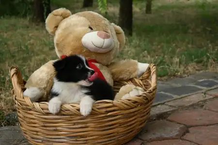 Border Collie - Dazzling Borders Believe In Magic