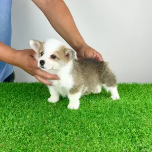 Welsh Corgi Pembroke - Chita