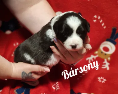 Border Collie - Bársony