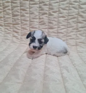 Havanese - Tina