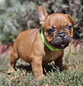 French Bulldog - Uranus