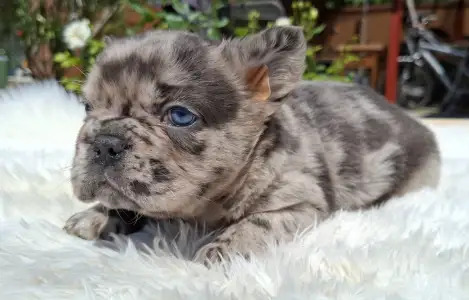 French Bulldog - Grace