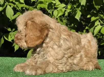 Cavapoo - Figo