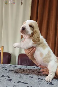 Basset Hound - "c" Alom