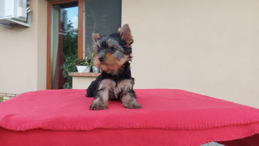 Yorkshire Terrier - Joy Boy (recommend For Show And Breeding)