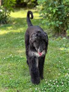 Afghan Hound - Xelina