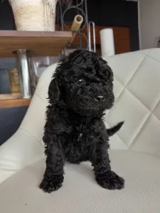 Zwergpudel - Candice