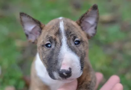 Bull terrier miniature - Jake