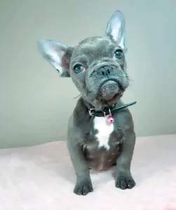 French Bulldog - Daisy 