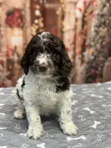 Romagna Water Dog - Grain Of Sand Anna Pavlovas Swan