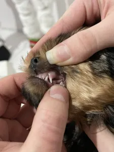 Yorkshire Terrier - Cindy