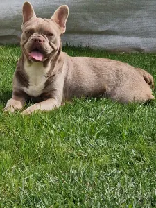 French Bulldog - Luna