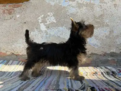 Terrier australien à poil soyeux - Daphné
