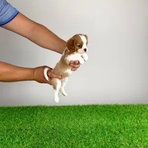 Cavalier King Charles Spaniel - Vinta