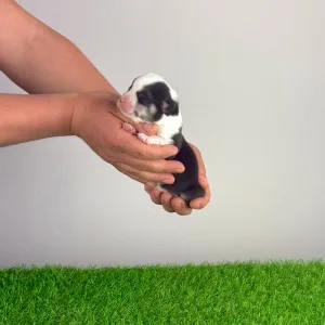 Pembroke Welsh Corgi - Yesso