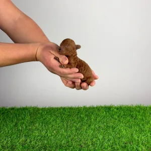 Poodle Miniature - Levi