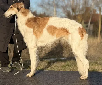 Orosz agár - Carskiy Favorit Vyigrysh 