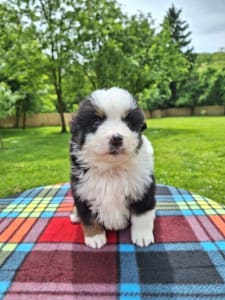 Miniature American Shepherd - As Good As It Gets-"melvin"