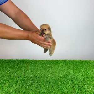 German Pomeranian Spitz - Gatsby