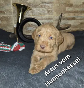 Hungarian Wire-haired Vizsla - Artus Vom Hunnenkessel