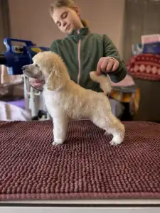 Óriás uszkár - White Boy