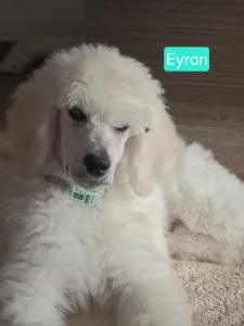 Óriás uszkár - Giant Miracles Extazy Lord Of Elegance Eyron