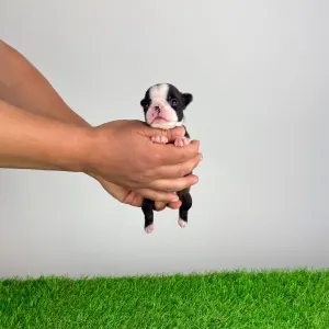 Boston Terrier - Halvor