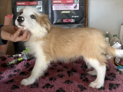 Border Collie - Aegen