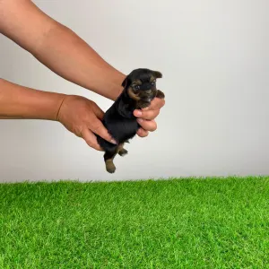 Yorkshire Terrier - Ylko